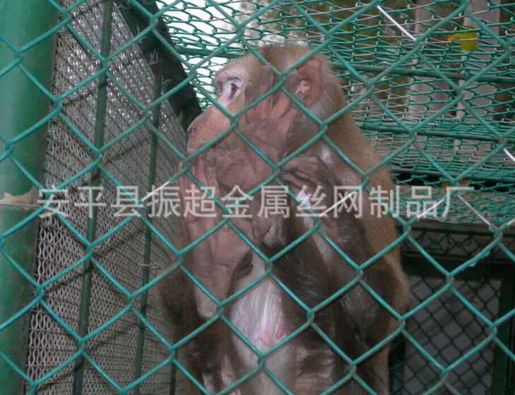 B(yng)ֳW(wng)www.96cpvip8168.cn