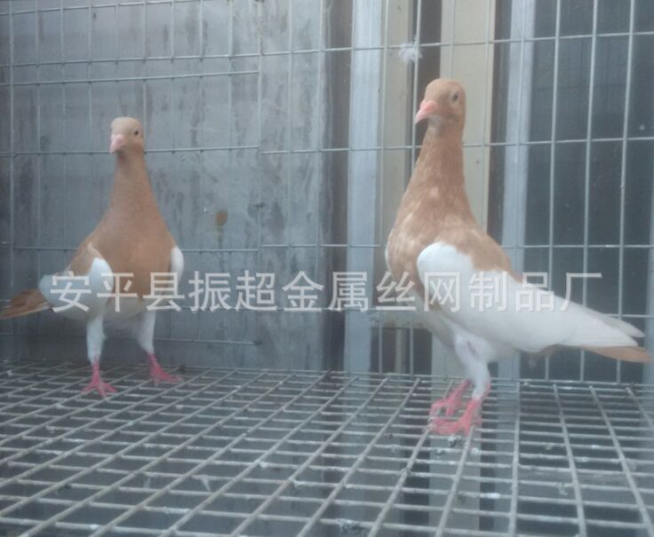 䓽zW(wng)www.96cpvip8168.cn