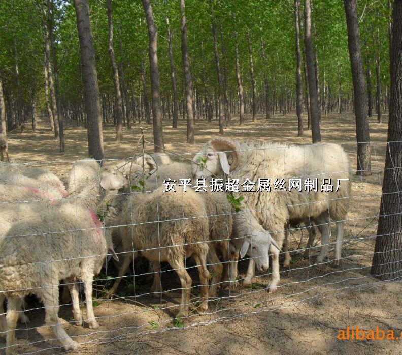 ԭ䓽zW(wng),Ȧţ䓽zW(wng)http://www.96cpvip8168.cn