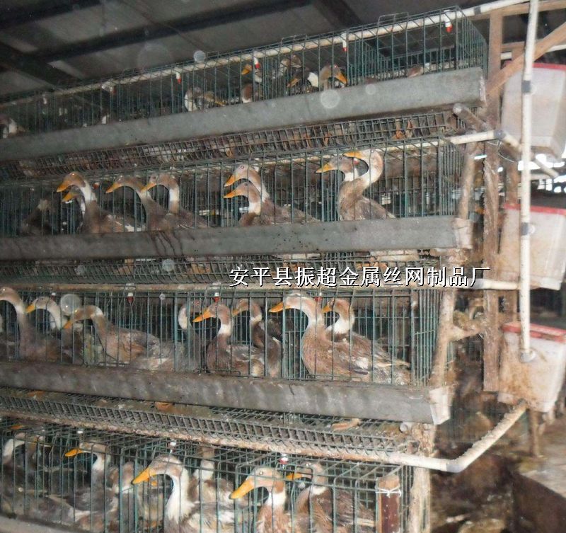 ھW(wng),B(yng)ֳ\W(wng),©SذW(wng)http://www.96cpvip8168.cn